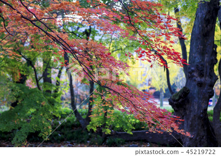 全羅北道,韓國,高敞,禪雲寺 全羅北道,韓國,高敞,禪雲寺 45219722