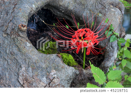 全羅北道,韓國,高敞,禪雲寺 全羅北道,韓國,高敞,禪雲寺 45219731