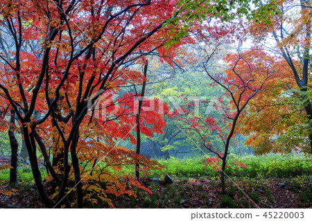 全羅北道，韓國，高敞，禪雲寺 45220003