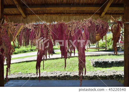 Red quinoa   45220340