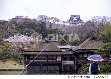 Hikone Castle Cherry Blossom 45220713