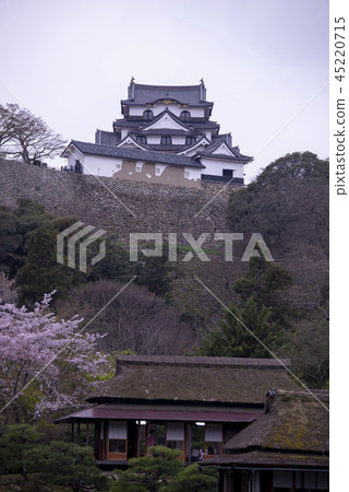 彦根城櫻花 彦根城櫻花 45220715