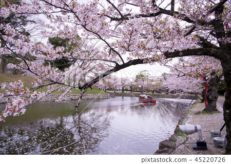 Hikone Castle Cherry Blossom Hikone Castle Cherry Blossom 45220726