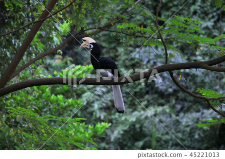 A rare bird with its head facing away 45221013