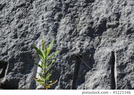 Rough rough skin Rough rough skin 45221346