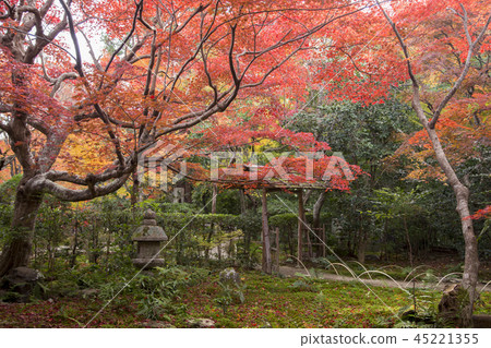 Autumn leaves of Sagano Mirarian Autumn leaves of Sagano Mirarian 45221355