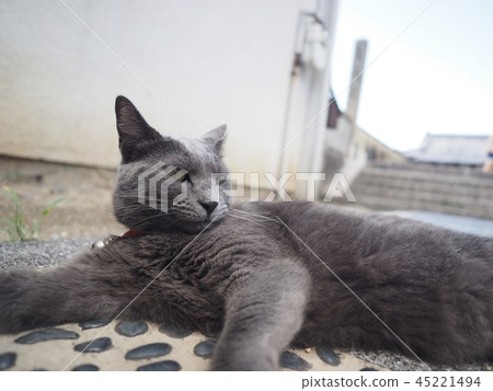 Cat  45221494