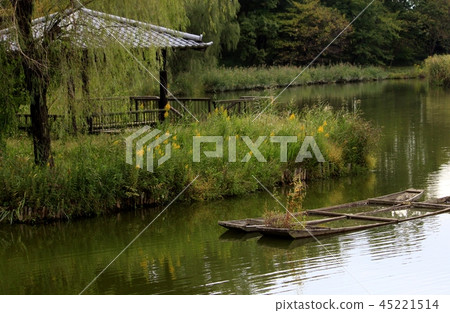 黃尾鯖魚開花的公園 45221514