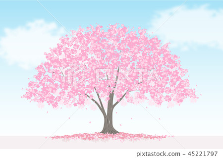 Cherry tree landscape in full bloom Cherry tree landscape in full bloom 45221797