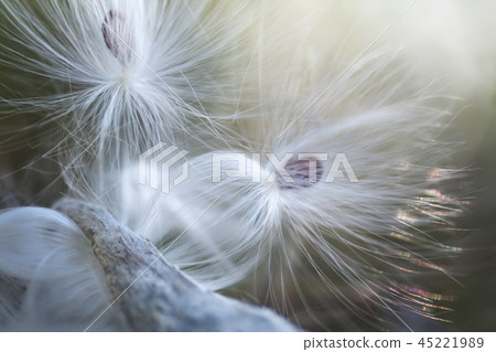 Great white cotton seed 45221989