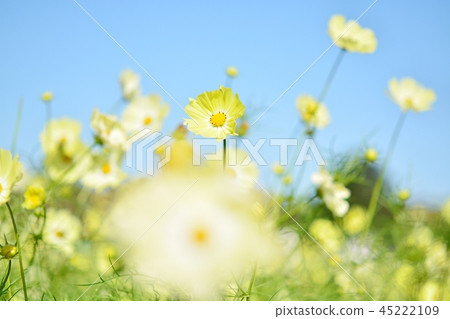 開花在藍天的波斯菊花（黃色校園） 45222109