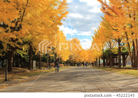 A yellow leaf ginkgo tree row of trees A yellow leaf ginkgo tree row of trees 45222145