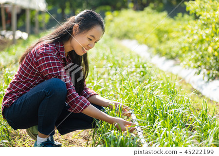 Asian young woman farmer using drip irrigation  45222199