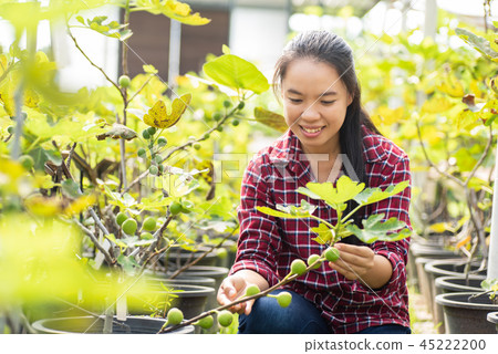 Asian young woman farmer picking fig fruit 45222200
