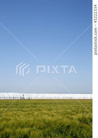 Barley field, Rice field, Crops, Agriculture Barley field, Rice field, Crops, Agriculture 45222334