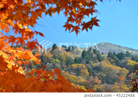 Kenzan / Aki (from Toyoshiya mountain village Miyoshi, Tokushima Prefecture) 45222488