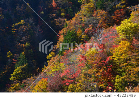 Minokeshi, autumn 1 (Toyoshiya mountain village Miyoshi city, Tokushima prefecture) Minokeshi, autumn 1 (Toyoshiya mountain village Miyoshi city, Tokushima prefecture) 45222489