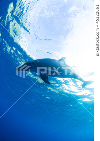 海豚 45222661