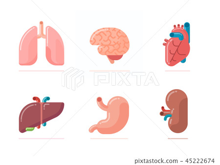 Flat design illustration of human organs 45222674