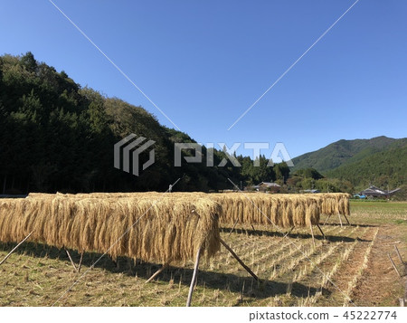 Rural landscape 45222774