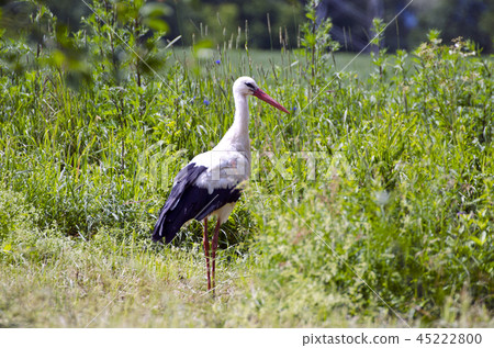 White stork Ciconia in green grass White stork Ciconia in green grass 45222800