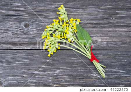 Common Cowslip ( Primula veris) medical flowers 45222870