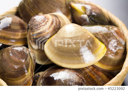 clam clam 45223092