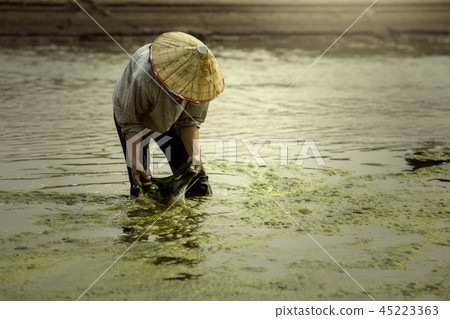 Harvest freshwater algae Villagers  45223363