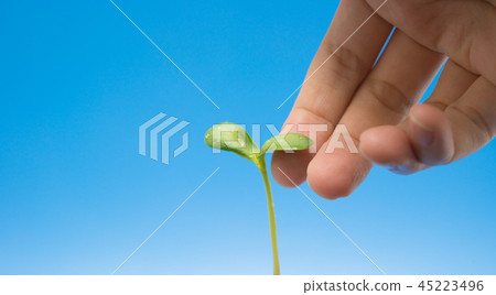 Bud 45223496