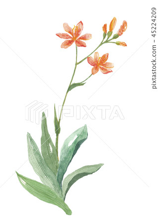 熱門粉絲 45224209