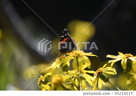 Akatateha and Ishigamo Akatateha and Ishigamo 45224517