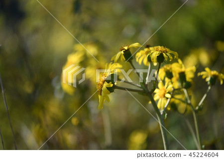 Tsuwabuki flower 45224604