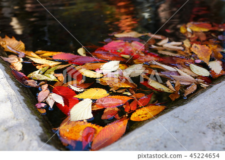 Fallen leaves that gather in the well water Zhejiang Water: Foshan Art Museum Hotaka Azumino City Fallen leaves that gather in the well water Zhejiang Water: Foshan Art Museum Hotaka Azumino City 45224654