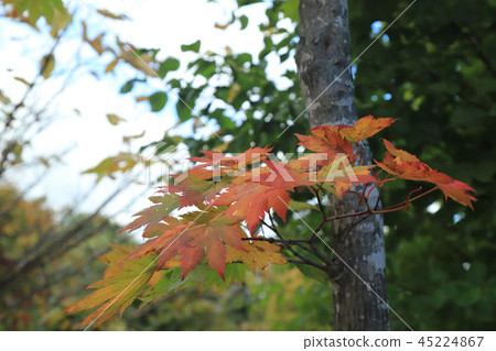 Leaves of autumn leaves 45224867