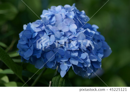  繡球 45225121