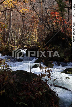 Aomori Oirase mountain stream which turned red Aomori Oirase mountain stream which turned red 45225367