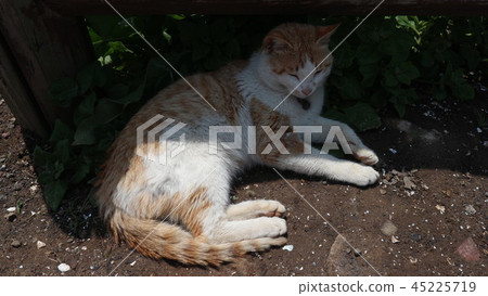 一隻懶貓 45225719