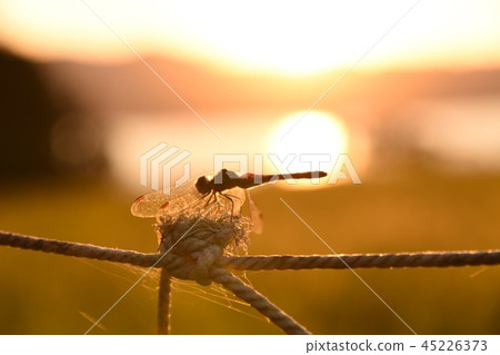 Red dragonfly 45226373