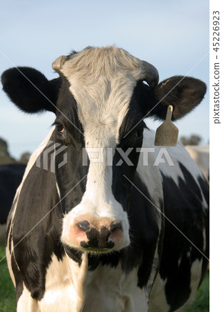 A Holstein Friesian Cow A Holstein Friesian Cow 45226923