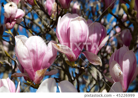 Flowering Magnolia 45226999