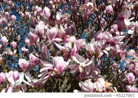 Flowering Magnolia 45227001