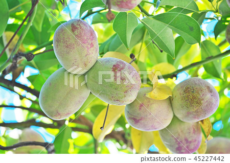 Fruits of plump akebi 45227442
