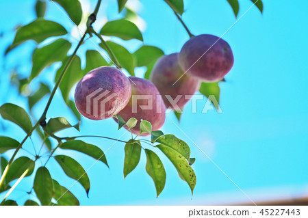 Fruits of plump akebi 45227443