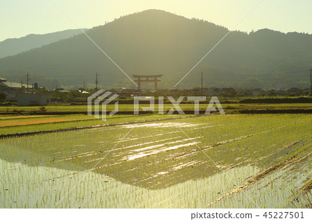 Miwayama的黎明 Miwayama的黎明 45227501