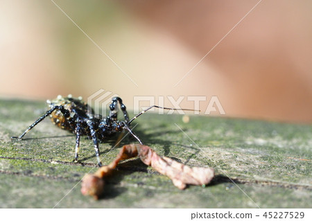 Larvae of the red-handed turtle (prediction on the larva of Eda shak) Larvae of the red-handed turtle (prediction on the larva of Eda shak) 45227529