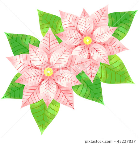 Illustration of poinsettia 45227837