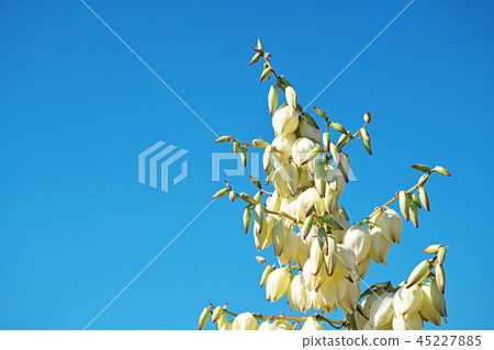 White rosewood flower 45227885