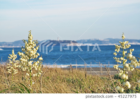 White flowering flower and Enoshima White flowering flower and Enoshima 45227975