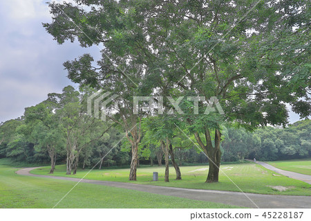 a big treee at the gold club 45228187