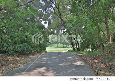 a Country road running through deciduous forest a Country road running through deciduous forest 45228198